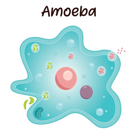 Amoeba Diagram Labeled In Color