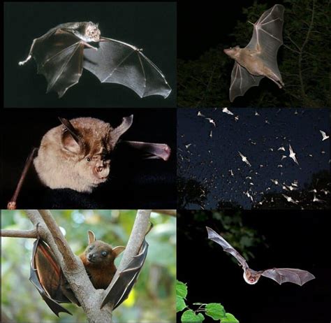 10 Cave Animals - Animals Around The Globe