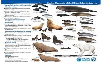 Marine Mammals of the U.S. North Pacific & Arctic | NOAA Fisheries