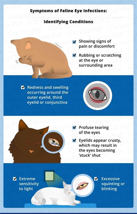 Cat Eye Infection: Recognize the Signs | Canna-Pet | Cat eye infection ...