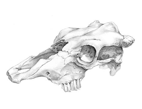 animal Skull Art Drawing Sketches