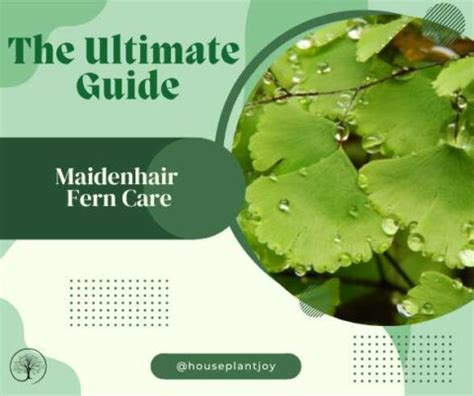 Maidenhair Fern Care, The Ultimate Guide - HouseplantJoy.com