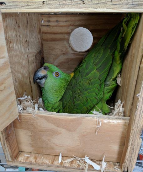 Parrot Breeding Basics | Parrot Bliss -Parrot Care