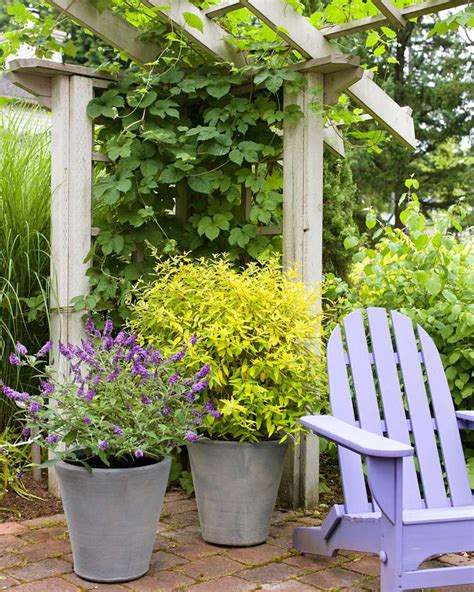 7 Best Types of Shrubs For Planting in Containers