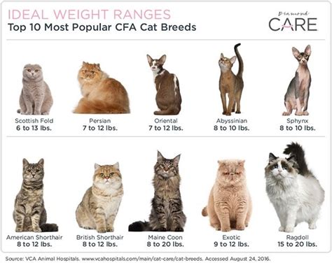 Normal Cat Weight Chart By Age Kg