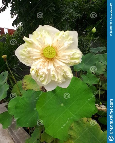 Teratai flower stock image. Image of produce, plant - 265813261