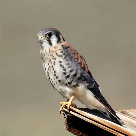 American Kestrel | River Otter Ecology Project