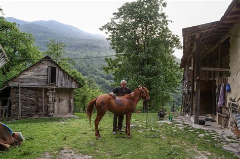 Simple life in Hyrcanian forest - Tehran Times