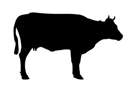 Cow PNG image, free cows PNG picture download