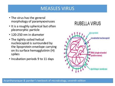 Penting 10+ The Mumps Virus Structure Of A 3D, Paling Update!