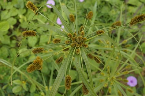 West African Plants - A Photo Guide - Cyperus cyperoides (L.) Kuntze