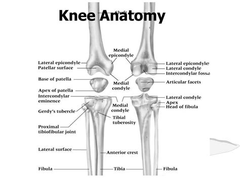 Anatomy Of The Leg And Knee