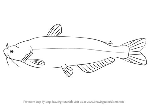 How to Draw a Blue Catfish (Fishes) Step by Step | DrawingTutorials101.com