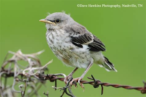 Tennessee Watchable Wildlife | Northern Mockingbird - Habitat: 1