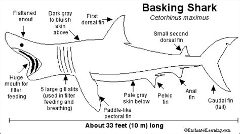 Basking Shark Printout - ZoomSharks.com