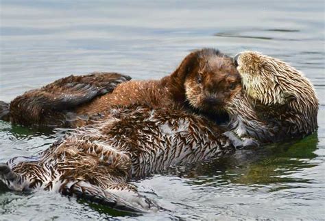 The Marine Mammal Center | Sea Otters