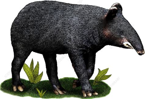 Mountain Tapir - Stock Image - C044/8957 - Science Photo Library