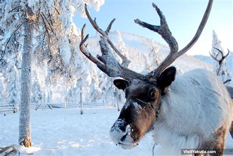 White Wolf : Oymyakon in Siberia: Coldest village on Earth where the ...