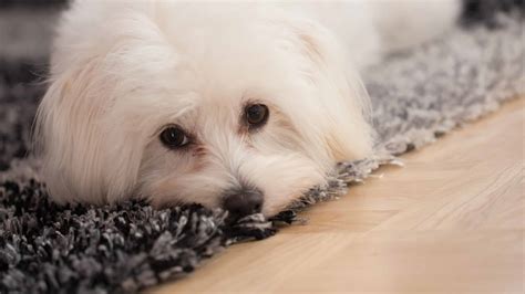 17 Common Maltese Health Problems & Concerns - A-Z Animals