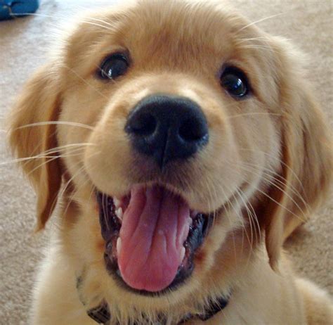 This photo gallery includes photos of the cutest Golden Retriever ...