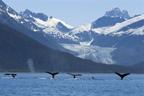 Composite Pod Of Humpback Whales Photograph by John Hyde - Pixels