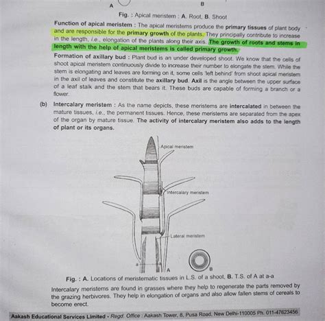 Fig. : Apical meristem : A. Root, B. Shoot Function of apical meristem