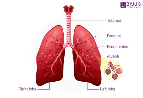 Lungs Diagram - Human Lungs Anatomy