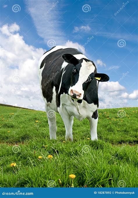 Friesian Cow stock photo. Image of mammal, friesian, curious - 18287892