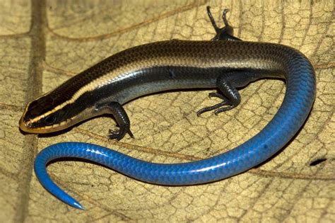 Species New to Science: [Herpetology • 2017] Plestiodon lotus • A New ...