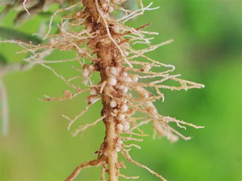 How to Identify, Control, and Deal With Root-Knot Nematodes