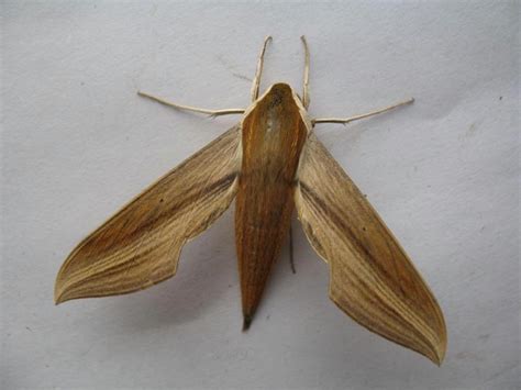 Tersa Sphinx Moth, description, size, photographs