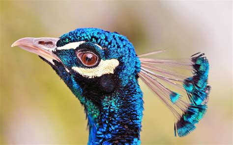 Colorful Peacock HD desktop wallpaper : Widescreen : High Definition ...