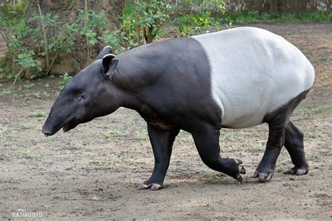 Malayan Tapir Photos, Malayan Tapir Images, Nature Wildlife Pictures ...