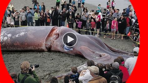 GIANT SQUID found 50-foot-long New Zealand