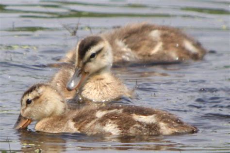 Gadwall Ducklings, or, Aaawww, Cute! – 10,000 Birds