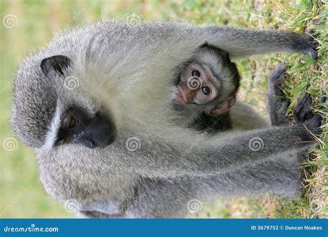 Cute Baby Vervet Monkey Stock Photography - Image: 3679752