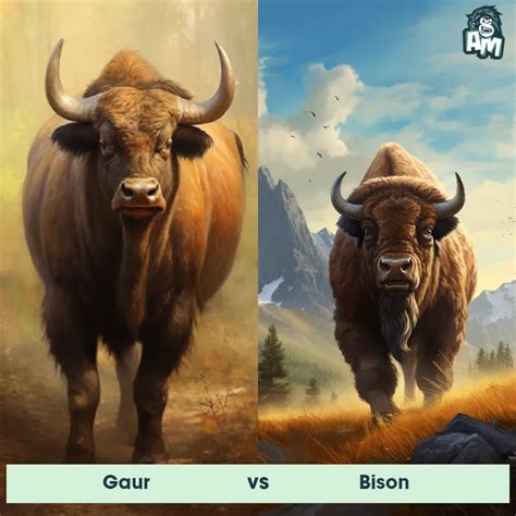 Gaur: Predator-Prey Interactions, Fights, and Aggressive Behaviors ...