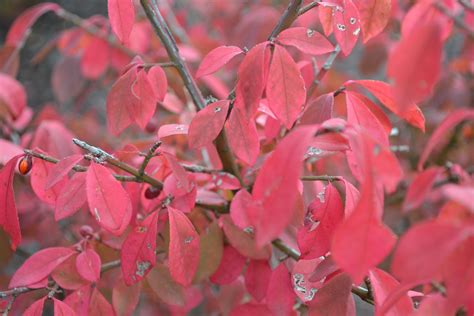 Colorful fall shrubs include burning bush and viburnum.