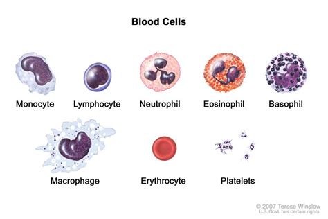 The Cell Could Best Be Described as Quizlet - Taniyah-has-Willis