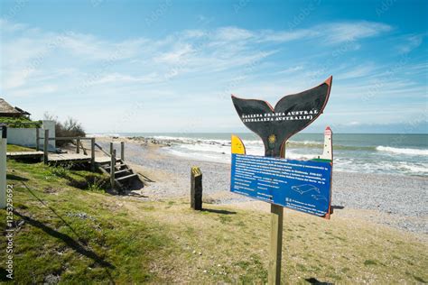 Whale watching Stock Photo | Adobe Stock