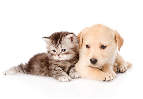 Cute Dog and Cat Wallpaper Free Download