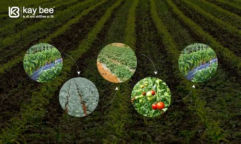 Crop Rotation - Enhancing Agriculture Through Sustainable Farming Practices