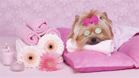 How to do a spa day for your dog at home? - DOGVENTURE HQ