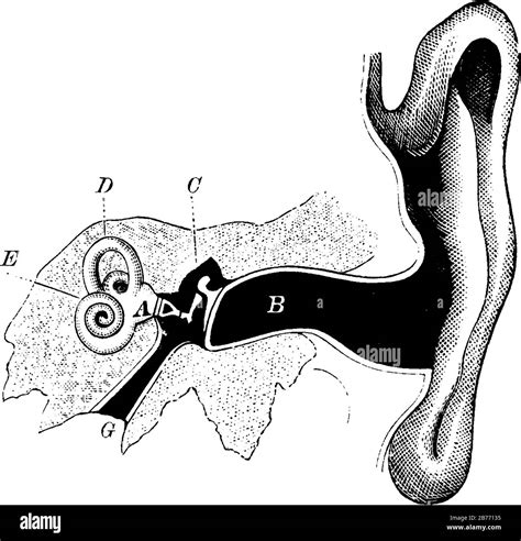 Anatomy Of Human Ear Hammer Anvil And Stirrup