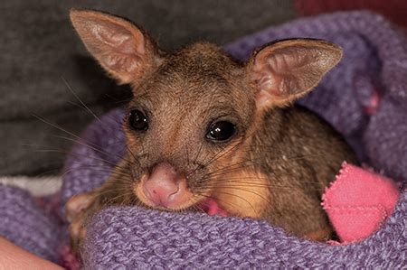 Baby Australian Possum