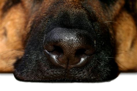 Canine Nasal Mites in Dogs - Symptoms, Causes, Diagnosis, Treatment ...