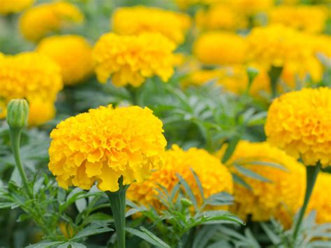 Marigold Uses And Benefits – Different Ways To Use Marigold Plants ...