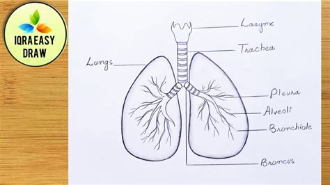 Aggregate 87+ sketch of human lungs super hot - in.eteachers