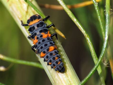 Recognizing Ladybug Larvaes and Beneficial Garden Bugs