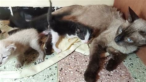 The kittens are crying and they are very hungry .the mother ran to them ...